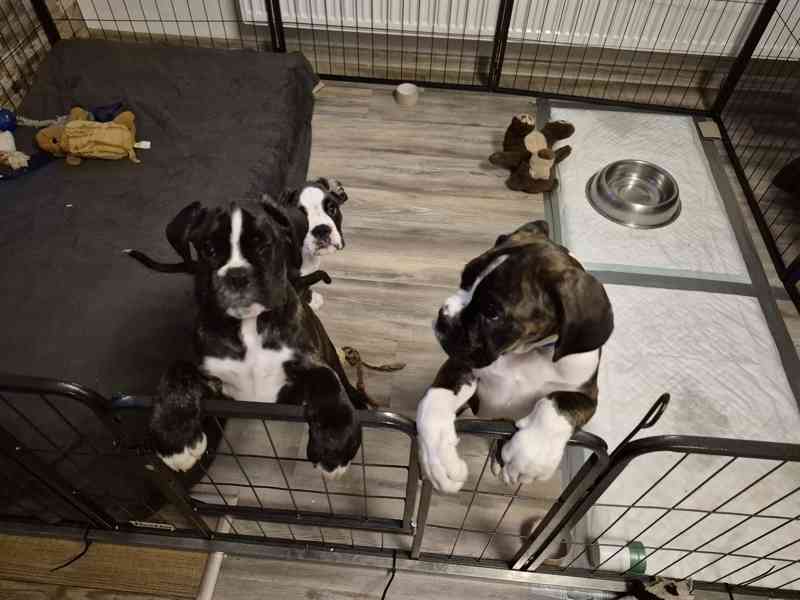 Německý boxer - foto 3