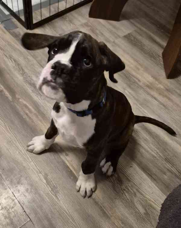 Německý boxer - foto 11