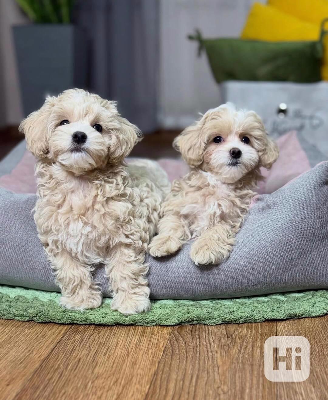 Zdravá štěňata maltipoo k adopci.  - foto 1