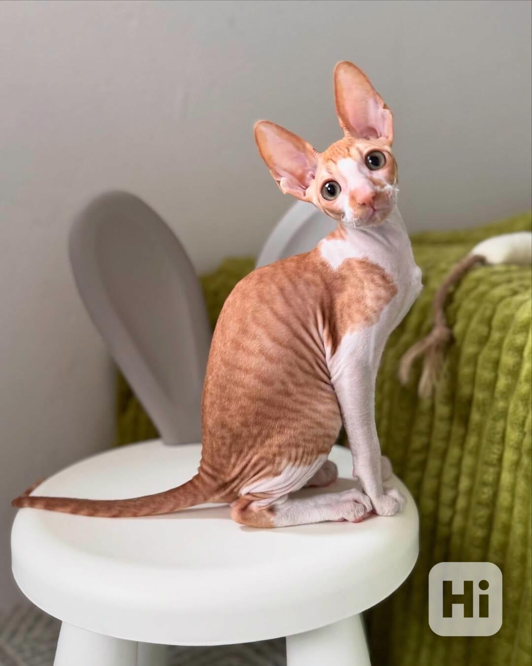 Kotě Cornish Rex na prodej - foto 1