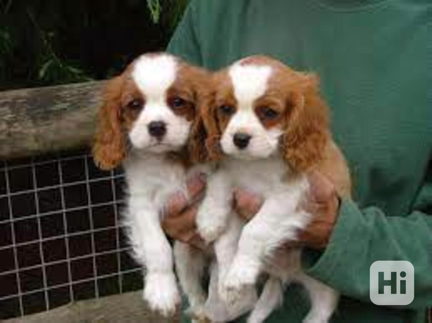 Ohromující štěňata Cavalier Kingu Ohromující štěňata Cavalie - foto 1