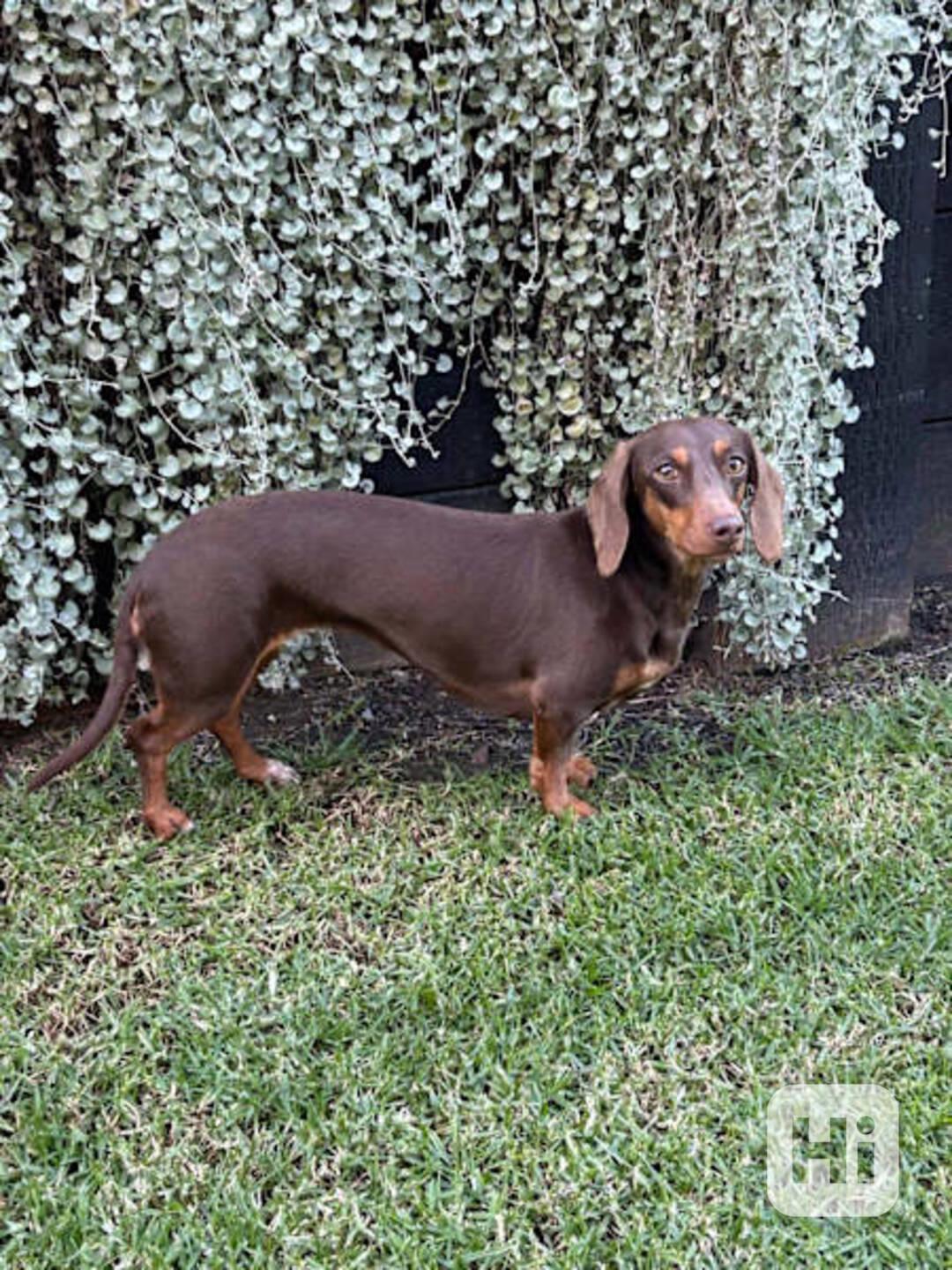 puppy - foto 1