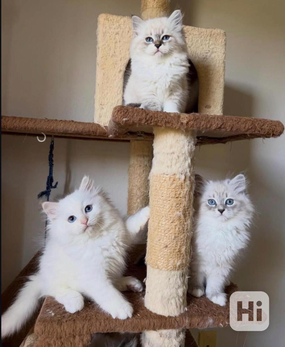 Unikátní nádherná perská koťátka - foto 1