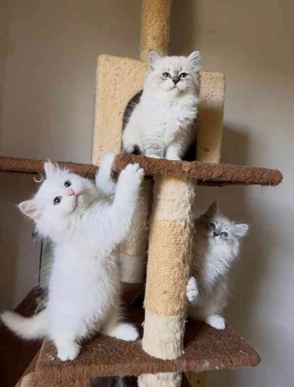 Unikátní nádherná perská koťátka - foto 2