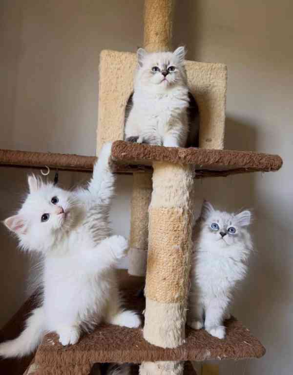 Unikátní nádherná perská koťátka - foto 3