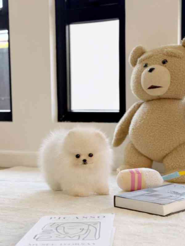 Pomeranian bez pp - foto 2