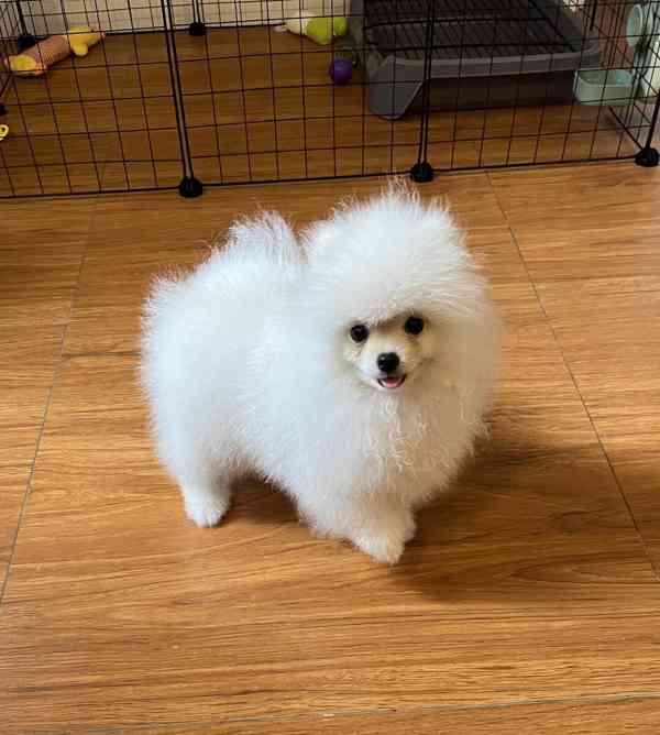 Pomeranian bez pp - foto 1