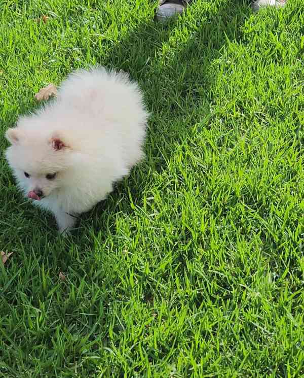 Pomeranian bez pp - foto 3