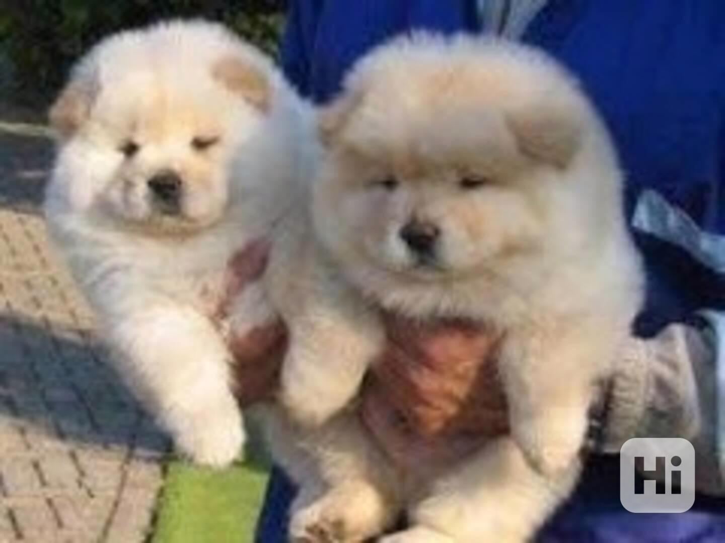 Štěňata CHOW CHOW - s pp - foto 1