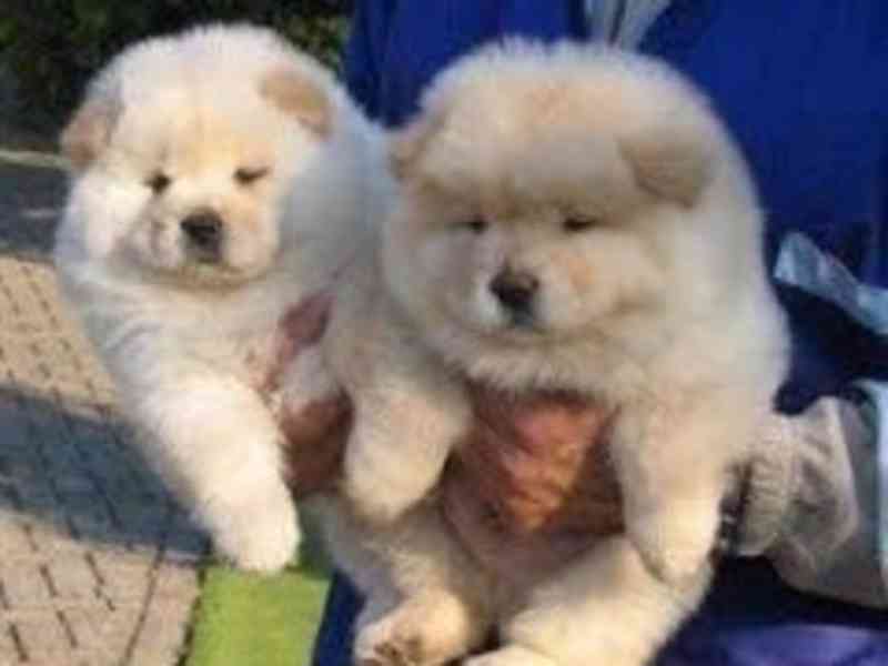Štěňata CHOW CHOW - s pp