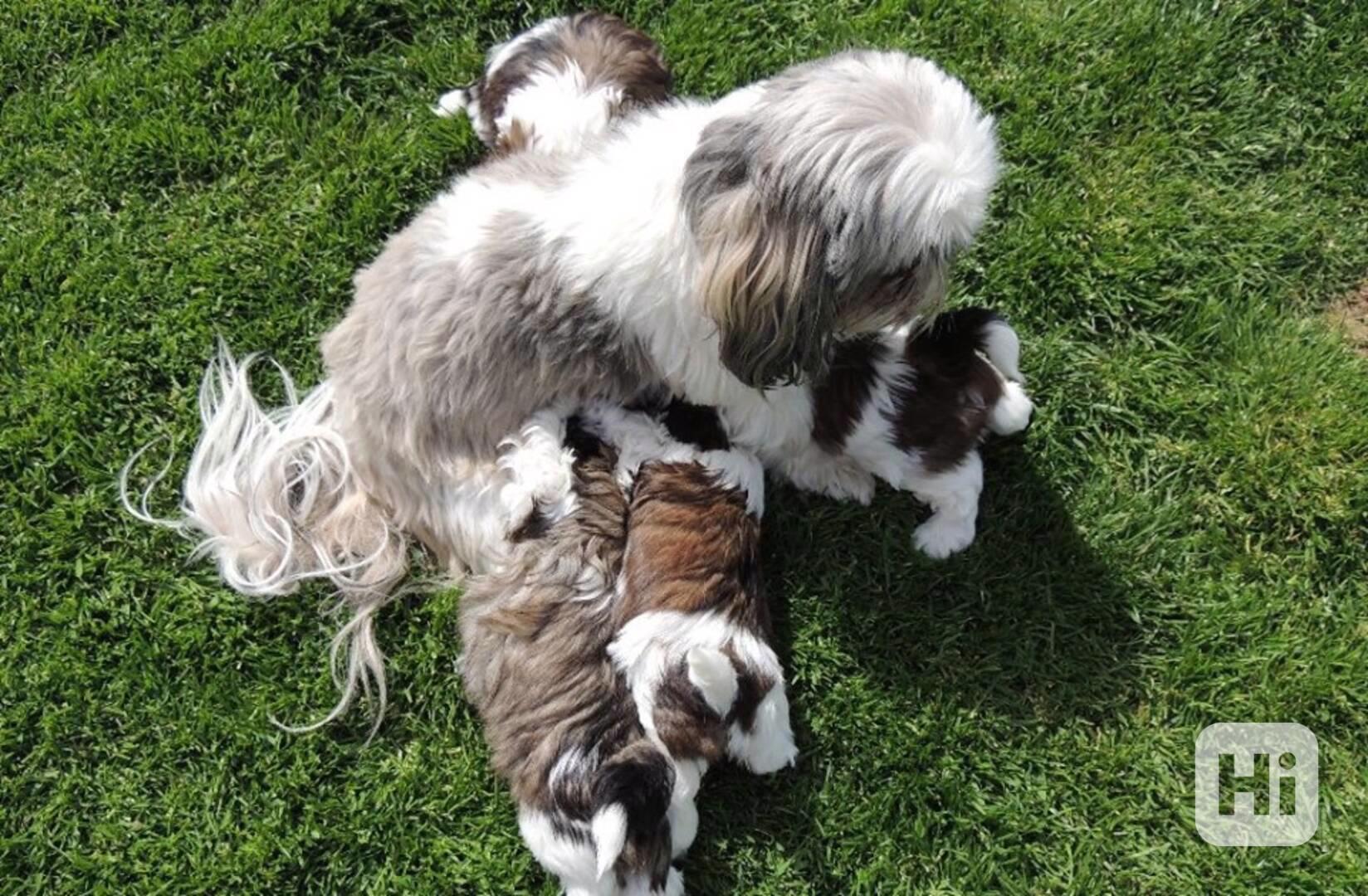 ŠI-TZU Trikolorní!!! / štěňata připravena do nového domova - foto 1