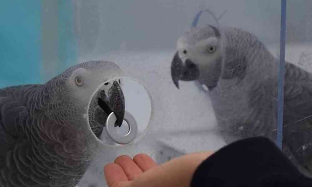 Inteligentní afrošedí papoušci hledají dobré domovy - foto 4