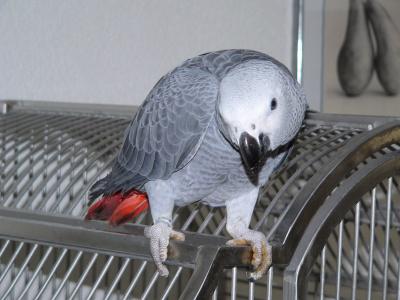 Inteligentní afrošedí papoušci hledají dobré domovy - foto 2