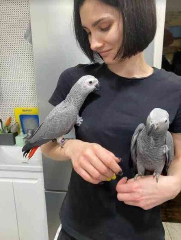 Inteligentní afrošedí papoušci hledají dobré domovy - foto 1