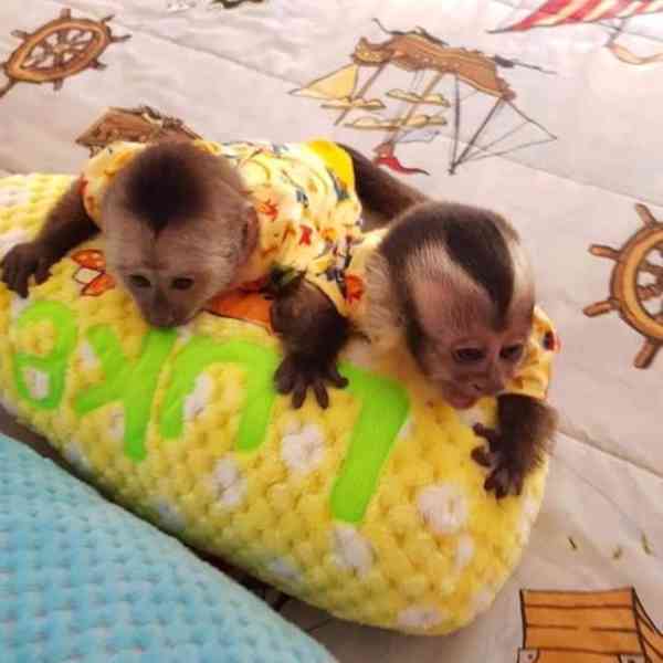 Nádherná krásná kapucínská opice k adopci