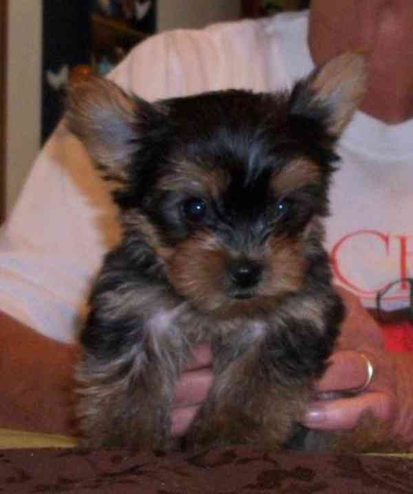 Štěňata malého jorkšírského teriéra - foto 1