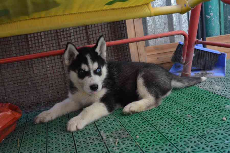 Krásná 4 štěňata sibiřského huskyho Toto štěně sibiřského hu