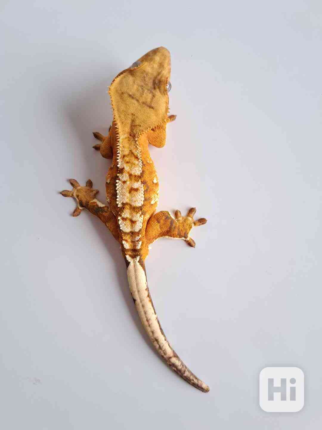 pagekon řasnatý - foto 1