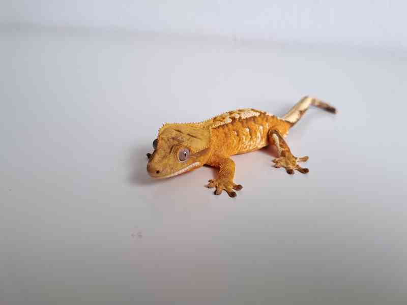 pagekon řasnatý - foto 3