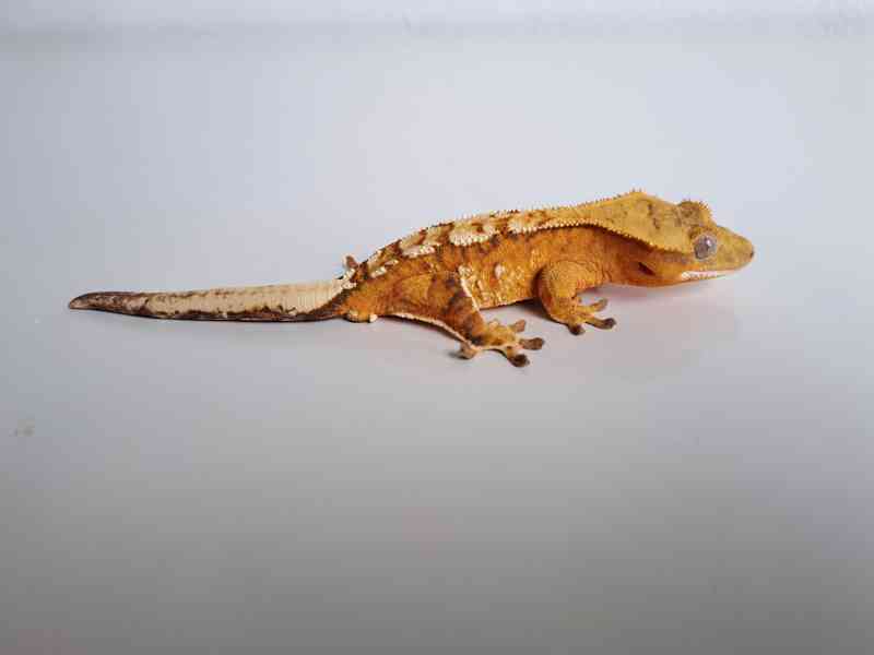 pagekon řasnatý - foto 2