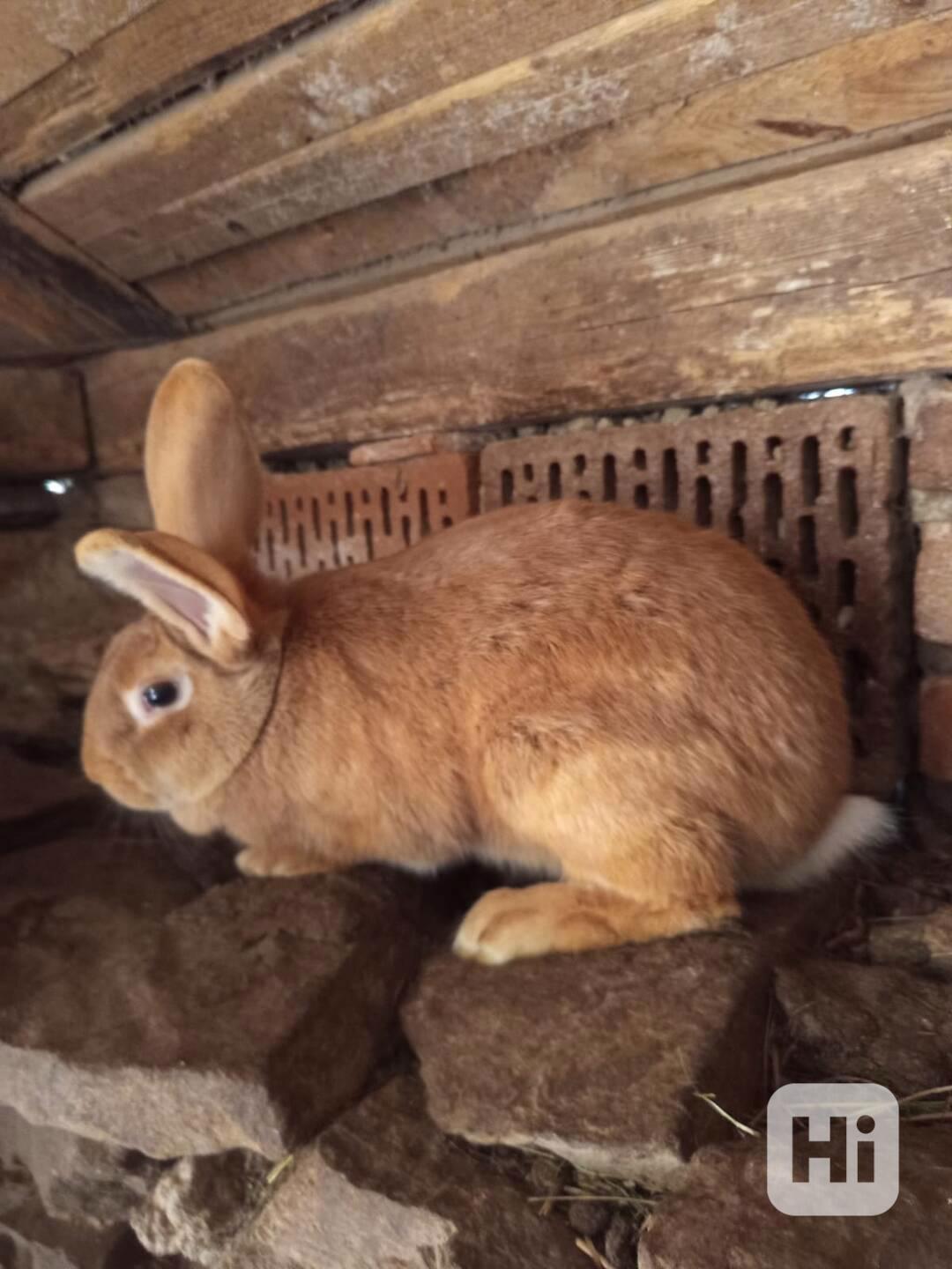 Burgunský králík - foto 1