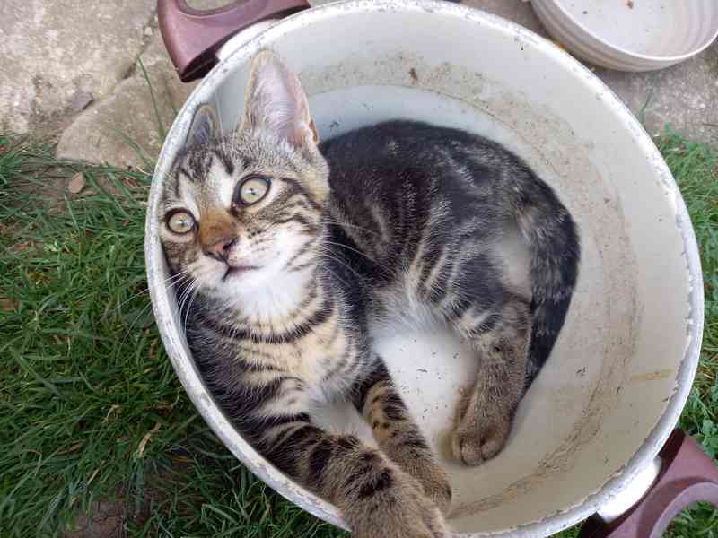 Úžasný mourovatý kocourek (3 měsíce)parťák domů i na zahradu - foto 6