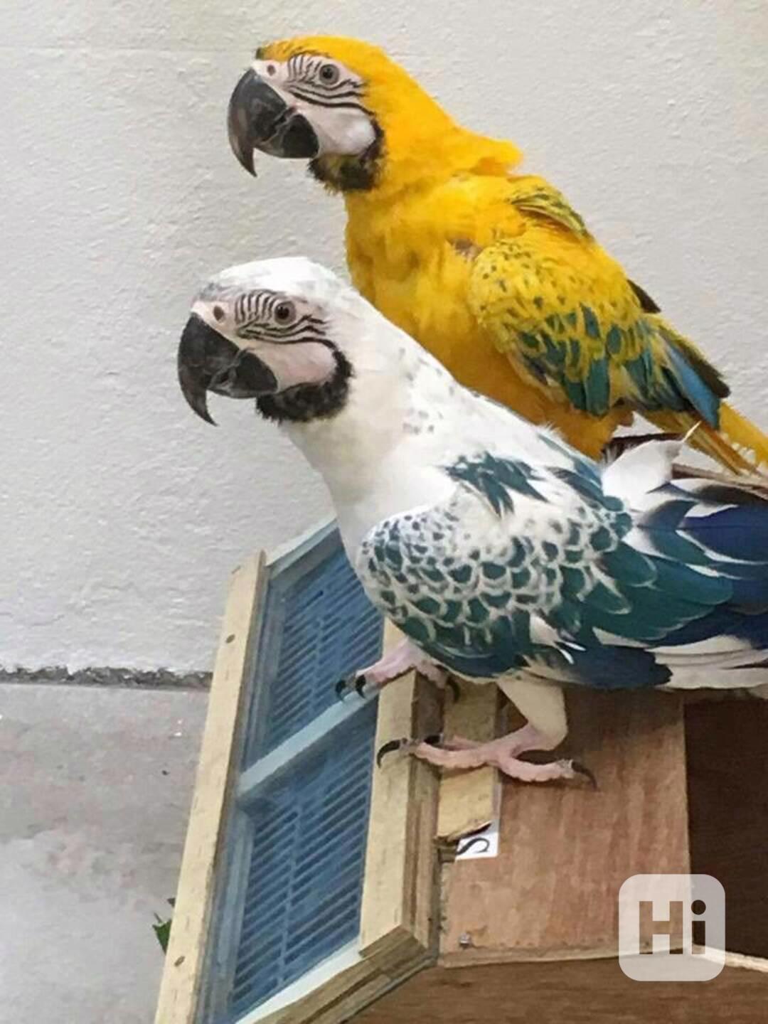  Zdarma opálové papoušky arové k adopci   - foto 1