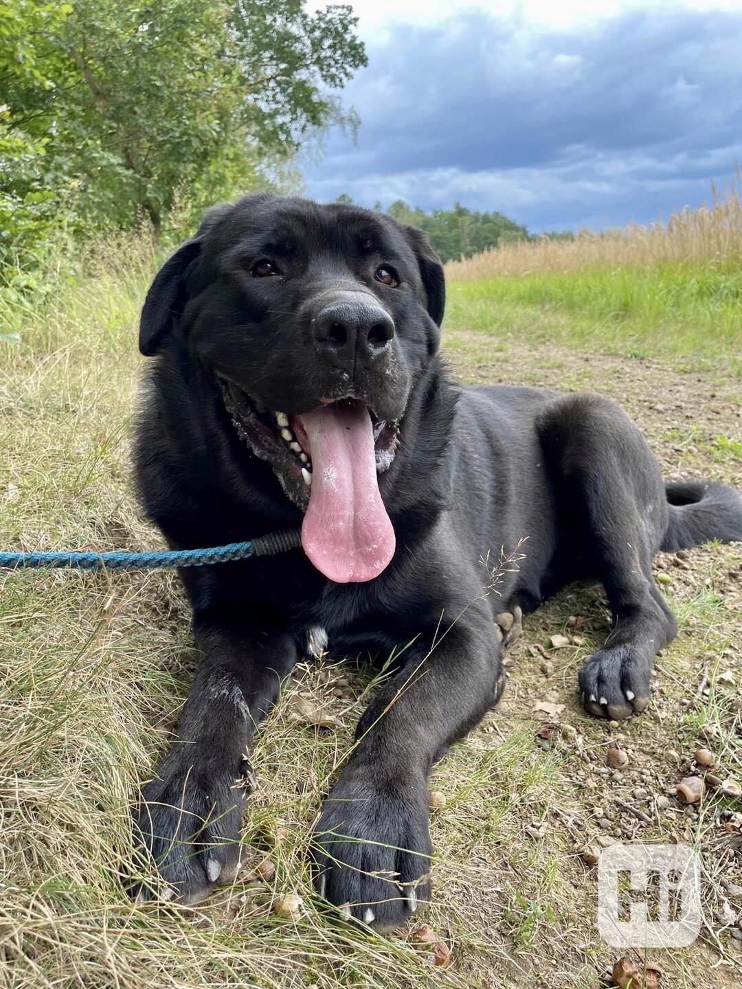 DROBEČEK - kříženec labradora 60 kg, 1 rok - foto 1