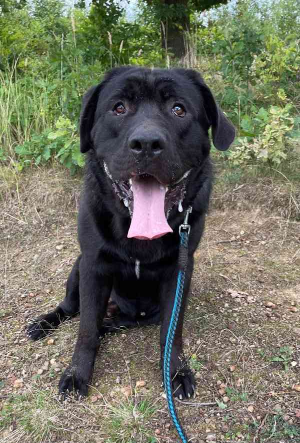 DROBEČEK - kříženec labradora 60 kg, 1 rok - foto 3