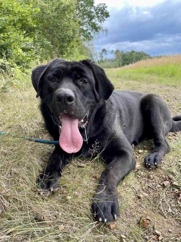 DROBEČEK - kříženec labradora 60 kg, 1 rok - foto 2