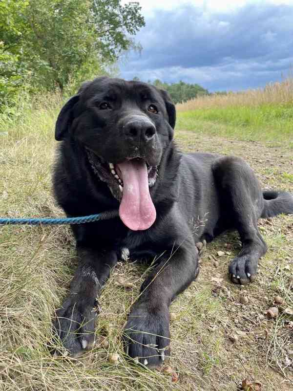 DROBEČEK - kříženec labradora 60 kg, 1 rok - foto 1