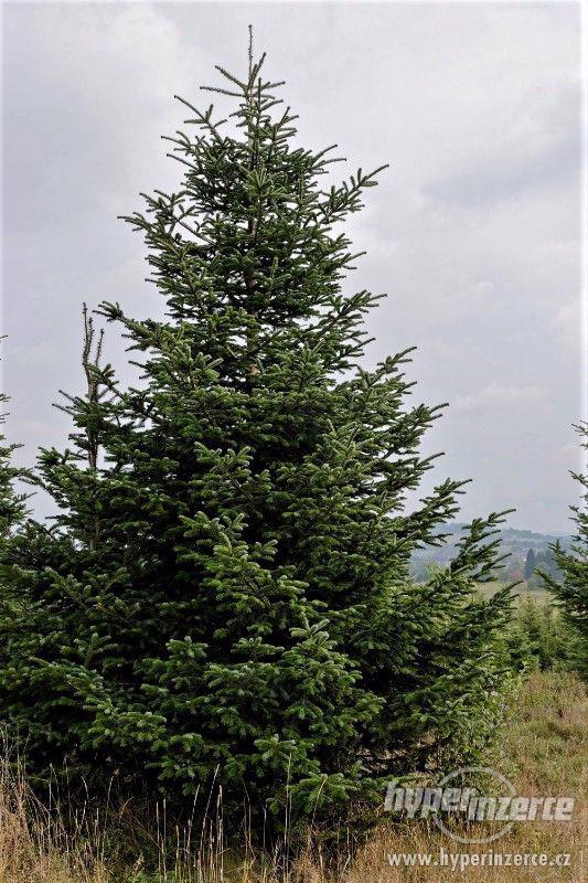 Velké vánoční stromy 3 až 8 metrů - foto 2