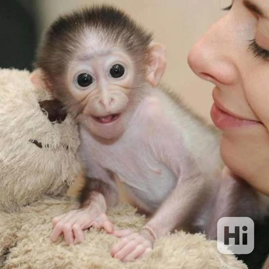 🐒 Krásná opičí mláďata na prodej - foto 1