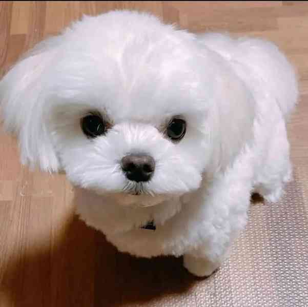 štěňata maltézského ovčáka k adopci - foto 2