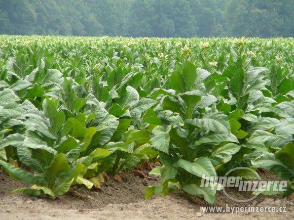 semena tabáku virginského a selského - foto 1