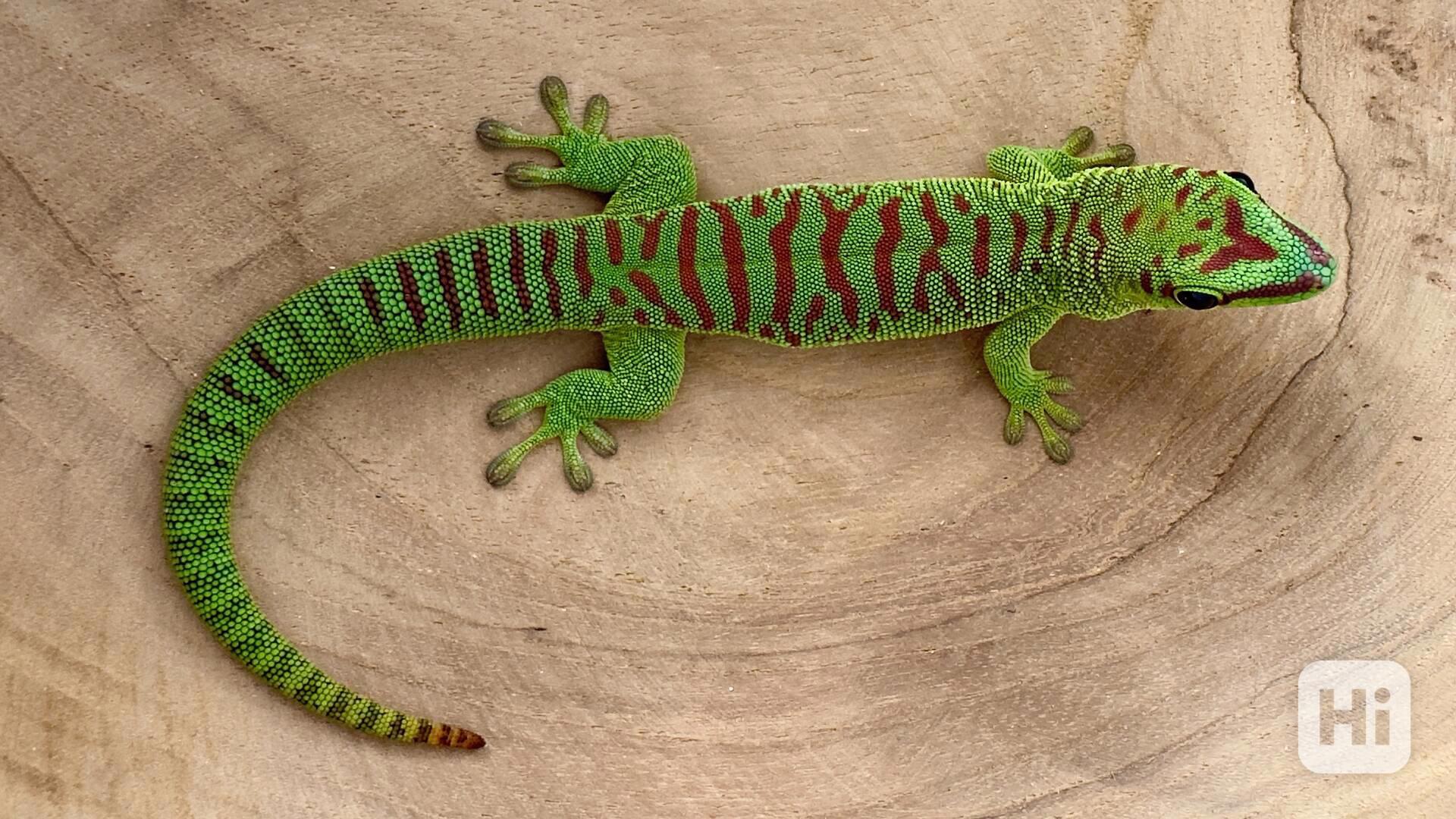 Phelsuma Grandis (High Red) 1.0 - foto 1