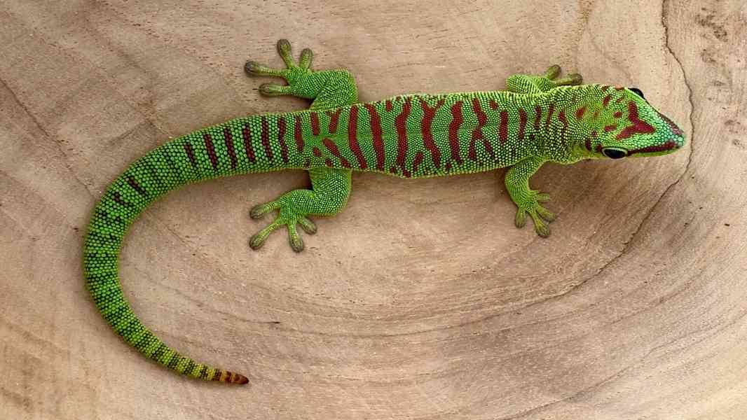 Phelsuma Grandis (High Red) 1.0 - foto 1