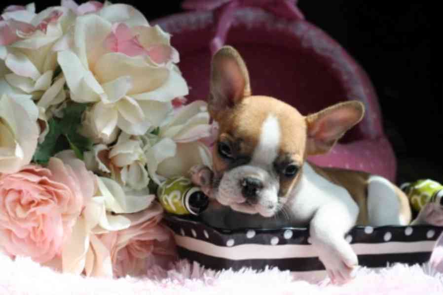 Prodám štěňata francouzského buldočka s PP - foto 3