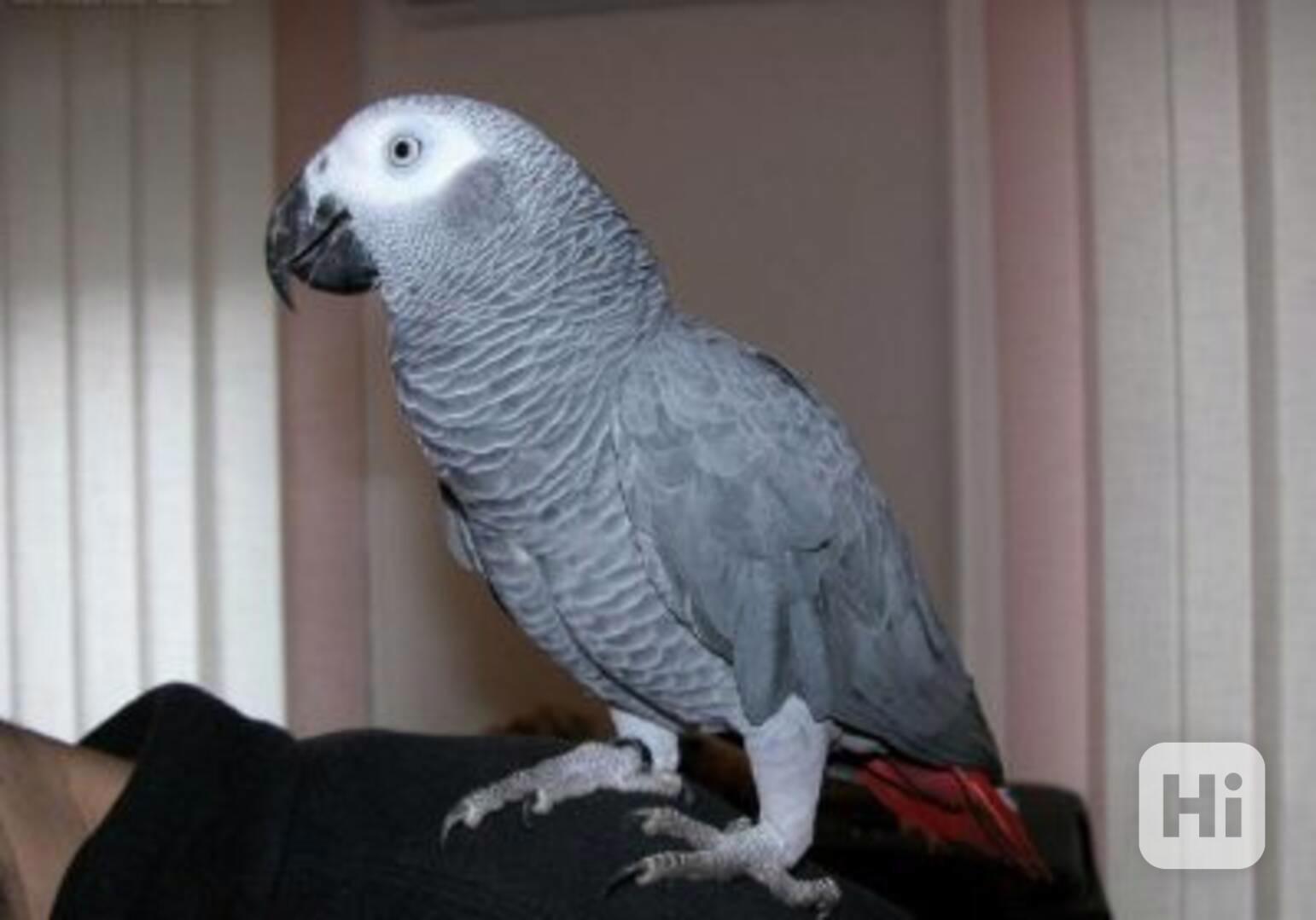 Vycvičení papoušci šedí - foto 1