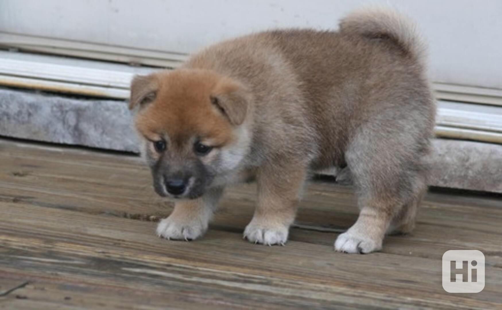 Štěně Shiba Inu - foto 1