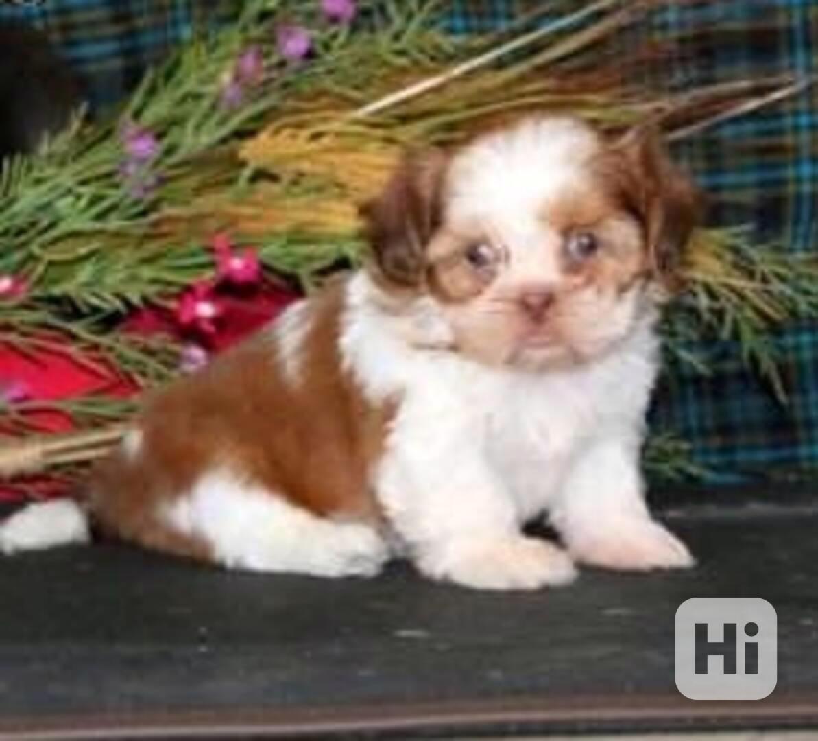 Štěně Shih Tzu - foto 1