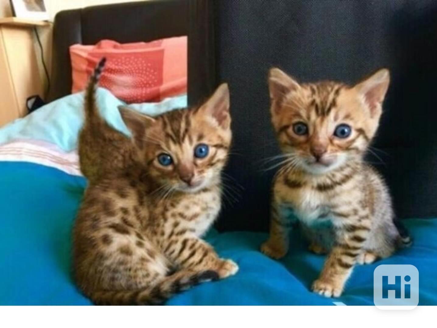 Bengálská koťátka k dispozici - foto 1