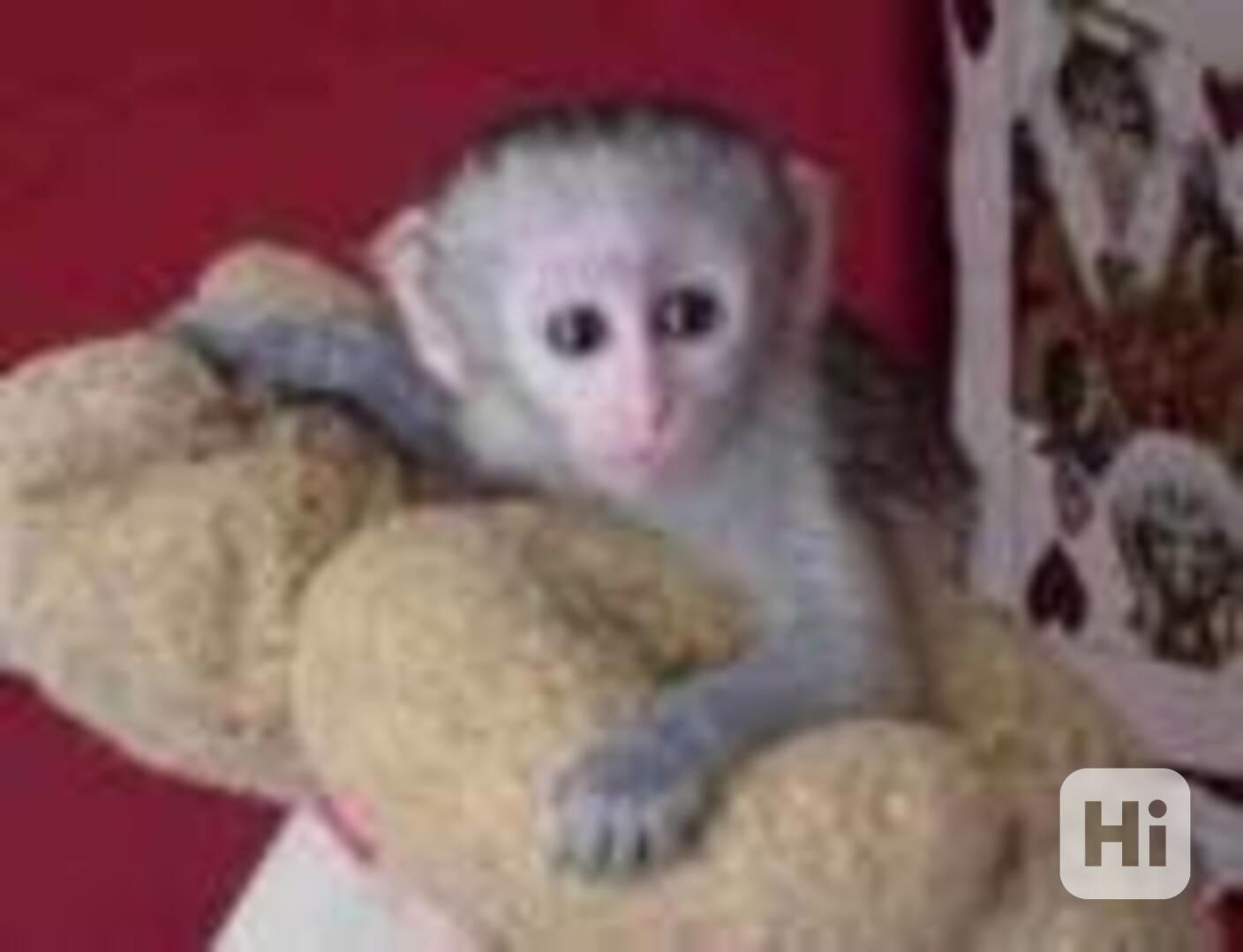 Prodám kapucínské opice - foto 1