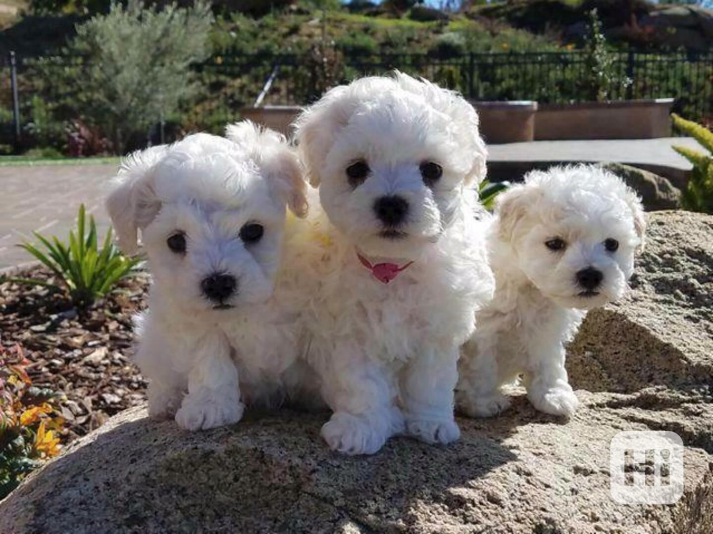 štěňata pejska a fenky bišonka k adopci - foto 1