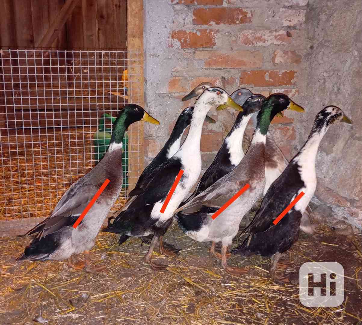 Indický běžec  - foto 1