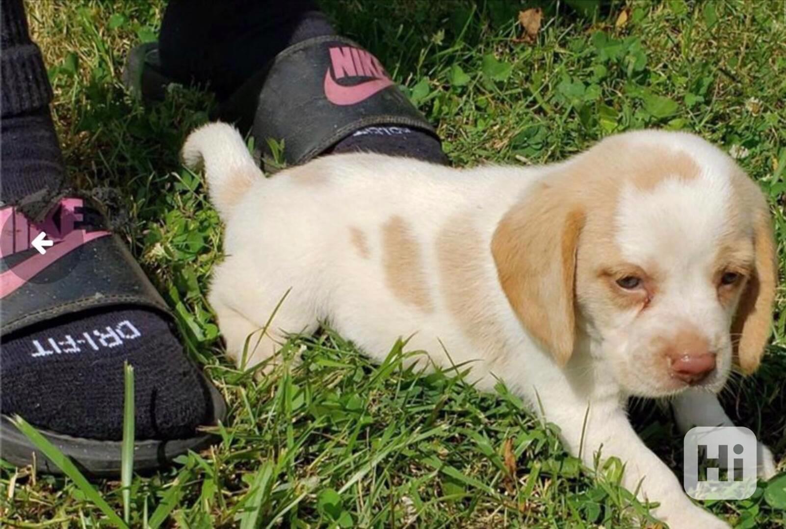 Cachorros mini toy beagle macho y hembra para adopción - foto 1