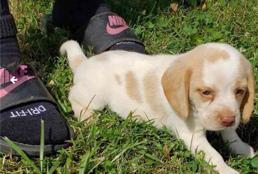 Cachorros mini toy beagle macho y hembra para adopción