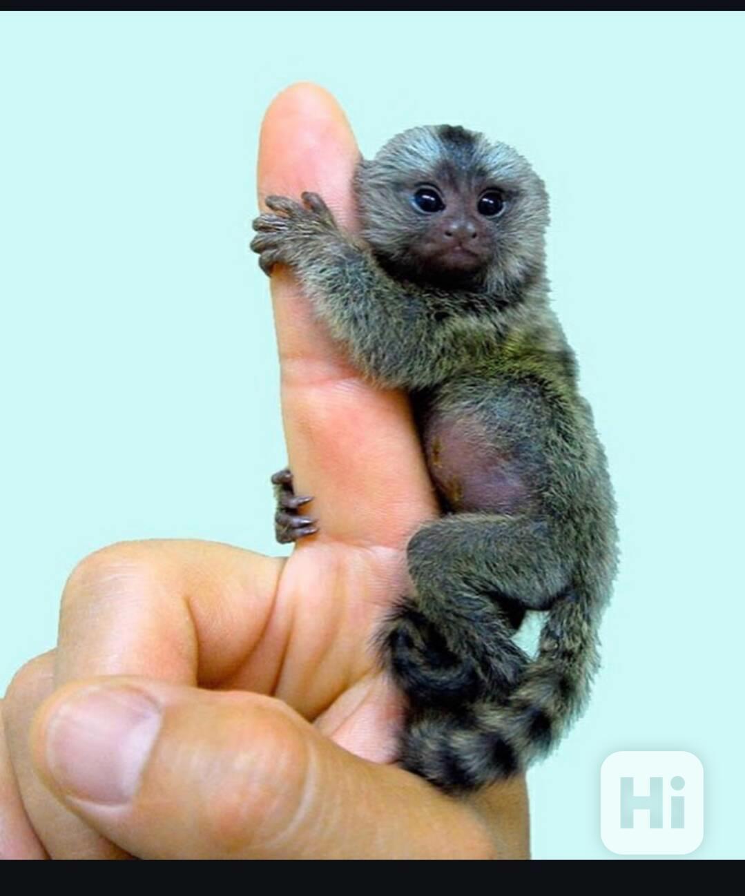 Kosmani k adopci zdarma - foto 1