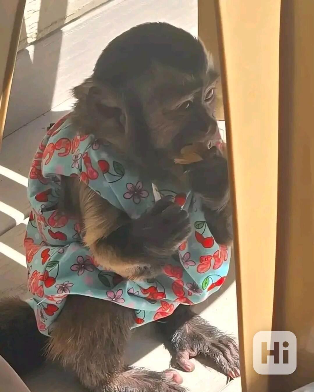  Velmi hraví kapucínští společníci. - foto 1