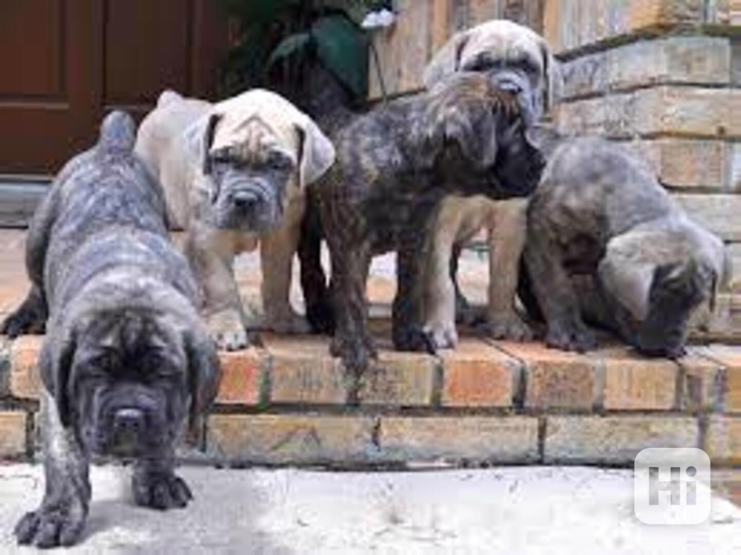 Majestátní štěňata Cane Corso – Dokonalý ochránce domova  Vy - foto 1